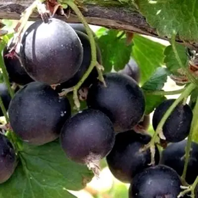 ЙОШТА в Горках