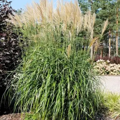 Мискантус ВАНИЛЛА СКАЙ китайский в Горках