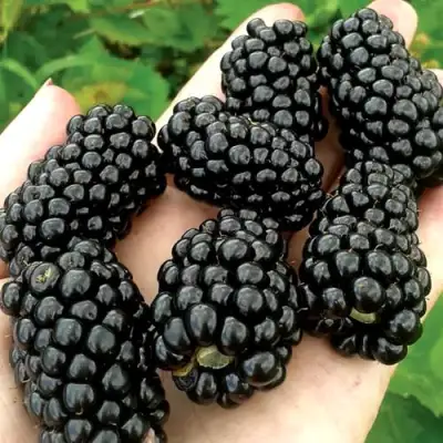 Ежевика ПРАЙМ АРК ФРИДОМ ремонтантная  в Горках