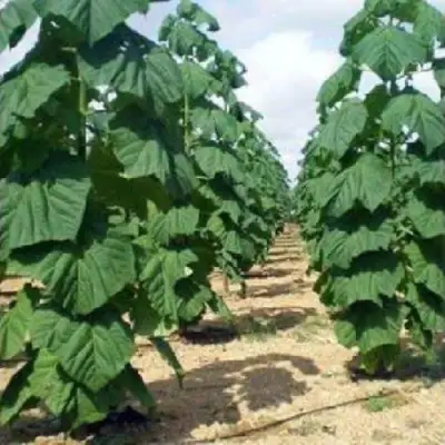 Павловния ПАО ТОГН Z07 в Горках