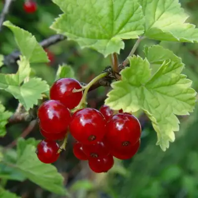 Смородина альпийская ШМИДТ в Горках