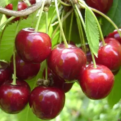 Черешня СИНЯВСКАЯ в Горках
