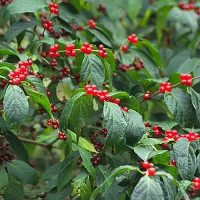 Жимолость МААКА в Горках