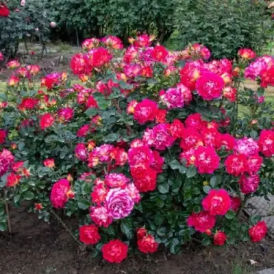 Роза БРЕРА флорибунда в Горках