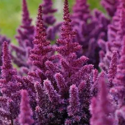 Астильба ПЕПЛ РЕЙН гибридная в Горках