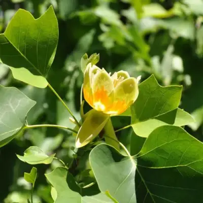 ЛИРИОДЕНДРОН тюльпанный в Горках