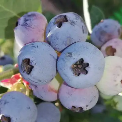 Голубика ХАРРИСОН в Горках