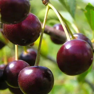 Вишня ЛИВЕНСКАЯ в Горках