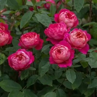 Роза БЕНДЖАМИН БРИТТЕН шраб в Горках