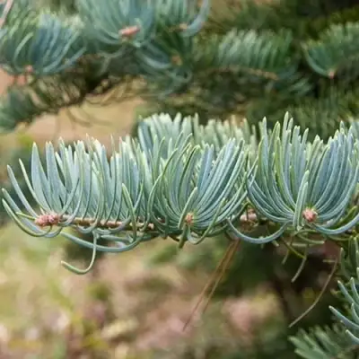 Пихта КОНКОЛОР в Горках