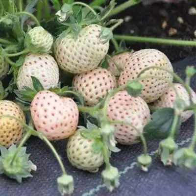 Клубника АНАНАСА ремонтантная в Горках