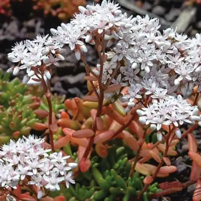 Очиток (седум) КОРАЛ КАРПЕТ белый в Горках