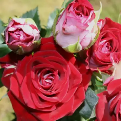 Роза РУБИ СТАР спрей в Горках