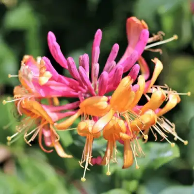 Жимолость ГЕКРОТА в Горках