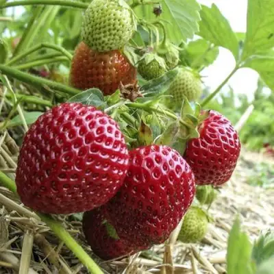 Клубника ЗЕНГА-ЗЕНГАНА в Горках