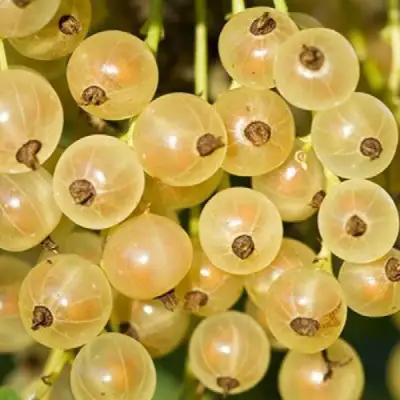 Смородина белая СМОЛЬЯНИНОВСКАЯ в Горках