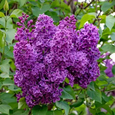 Сирень СУМЕРКИ в Горках