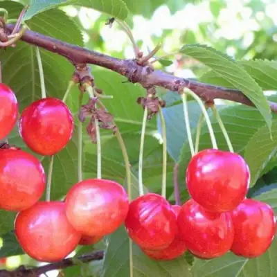 Черешня НАСЛАЖДЕНИЕ в Горках