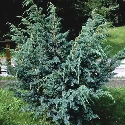 Можжевельник БЛЮ АЛЬПС китайский  в Горках