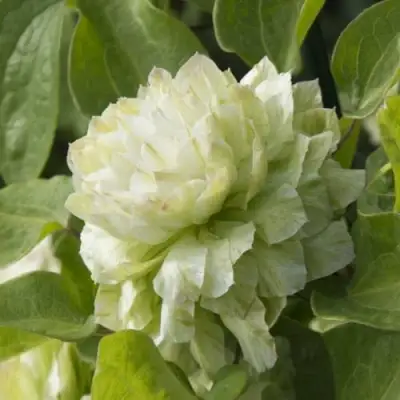 Клематис КОХАНА в Горках