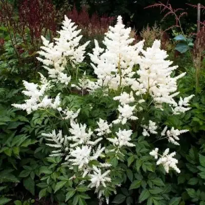 Астильба ДОЙЧЛАНД японская в Горках