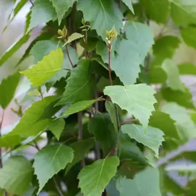 Береза ФАСТИГИАТА повислая  в Горках