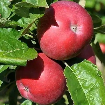 Яблоня СОЗВЕЗДИЕ колонновидная в Горках