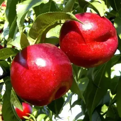 Нектарин ХАРКО в Горках