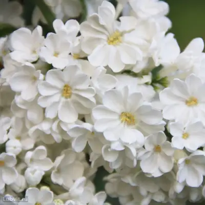 Сирень РОЧЕСТЕР в Горках