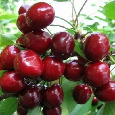 Черешня ГРОНКАВАЯ в Горках