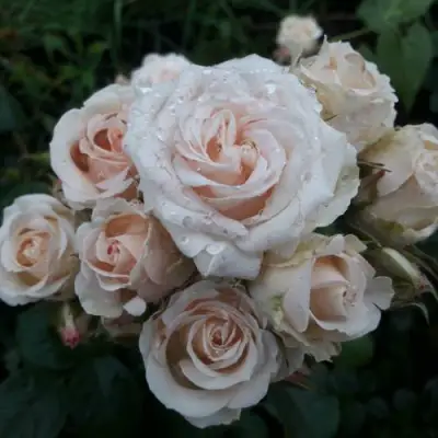 Роза ЯНА спрей в Горках