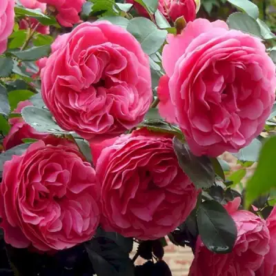 Роза ЛЕОНАРДО ДА ВИНЧИ флорибунда в Горках