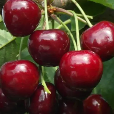 Черешня ГРОНКАВАЯ в Горках