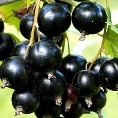 Смородина чёрная СОКРОВИЩЕ в Горках