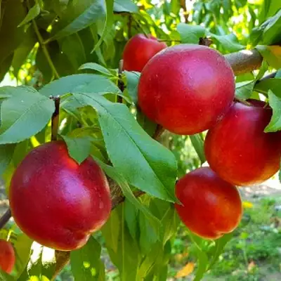 Нектарин НЕКТАРЕД-4 в Горках