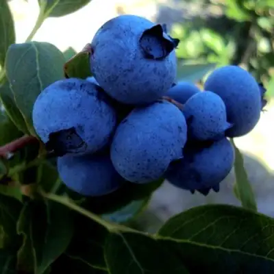 Голубика ДЖЕРСИ в Горках