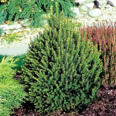 Ель КОМПАКТА обыкновенная в Горках