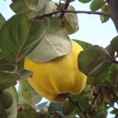 Айва АКАДЕМИЧЕСКАЯ в Горках