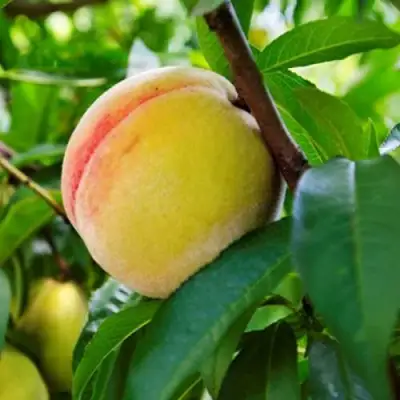 Персик ДОНЕЦКИЙ ЖЕЛТЫЙ в Горках