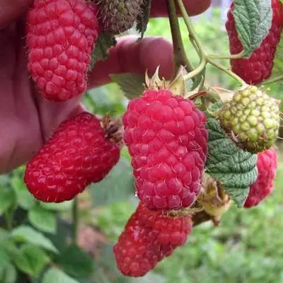 Малина МАРОСЕЙКА в Горках