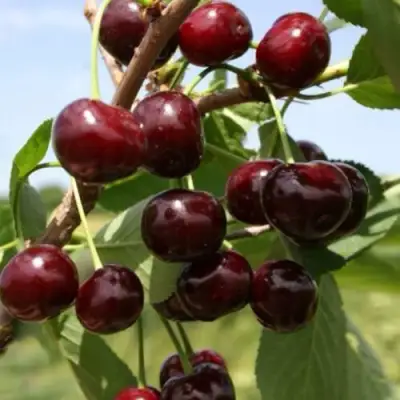 Вишня ГРИОТ БЕЛОРУССКИЙ в Горках