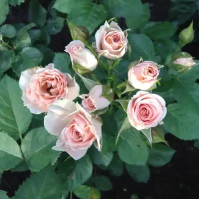 Роза ЯНА спрей в Горках