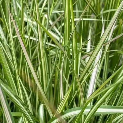 Вейник АВАЛАНШ остроцветковый в Горках