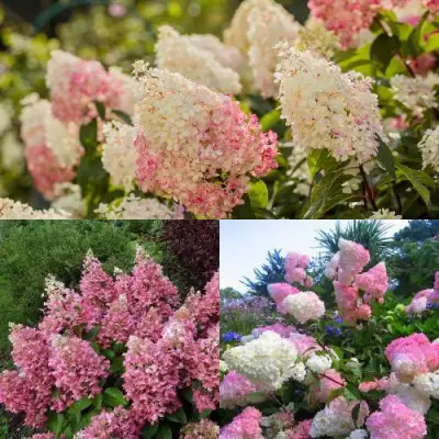 Комплект ЯГОДНОЕ МОРОЖЕНОЕ в Горках