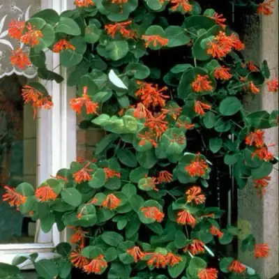 Жимолость ДРОМПОР СКАРЛЕТТ брауна в Горках