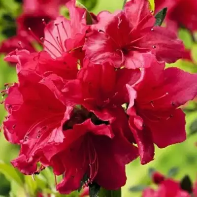 Азалия АРАБЕСК японская в Горках