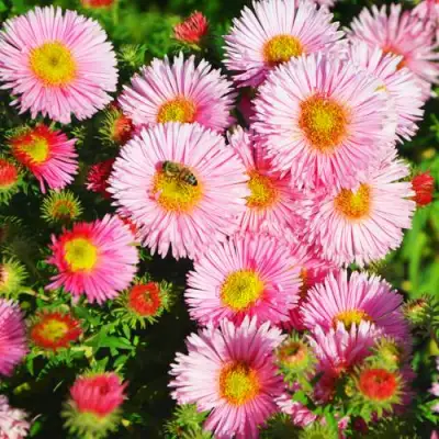 Астра РУДЕЛЬСБУРГ новоанглийская в Горках