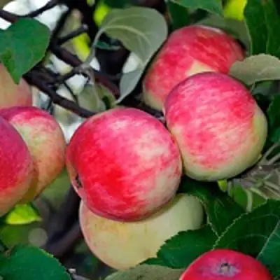 Яблоня СЕРЕБРЯНОЕ КОПЫТЦЕ в Горках