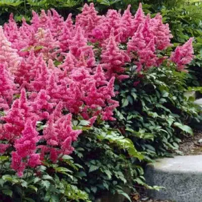 Астильба БОНН японская в Горках