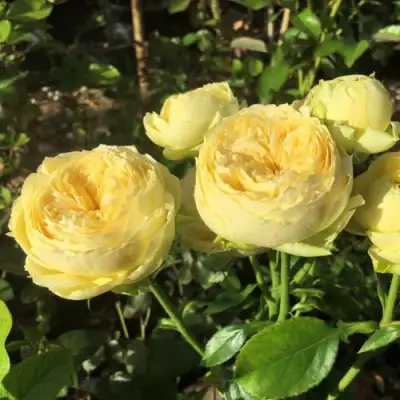 Роза КАТАЛИНА спрей в Горках